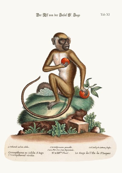 The St. Jago Monkey by George Edwards